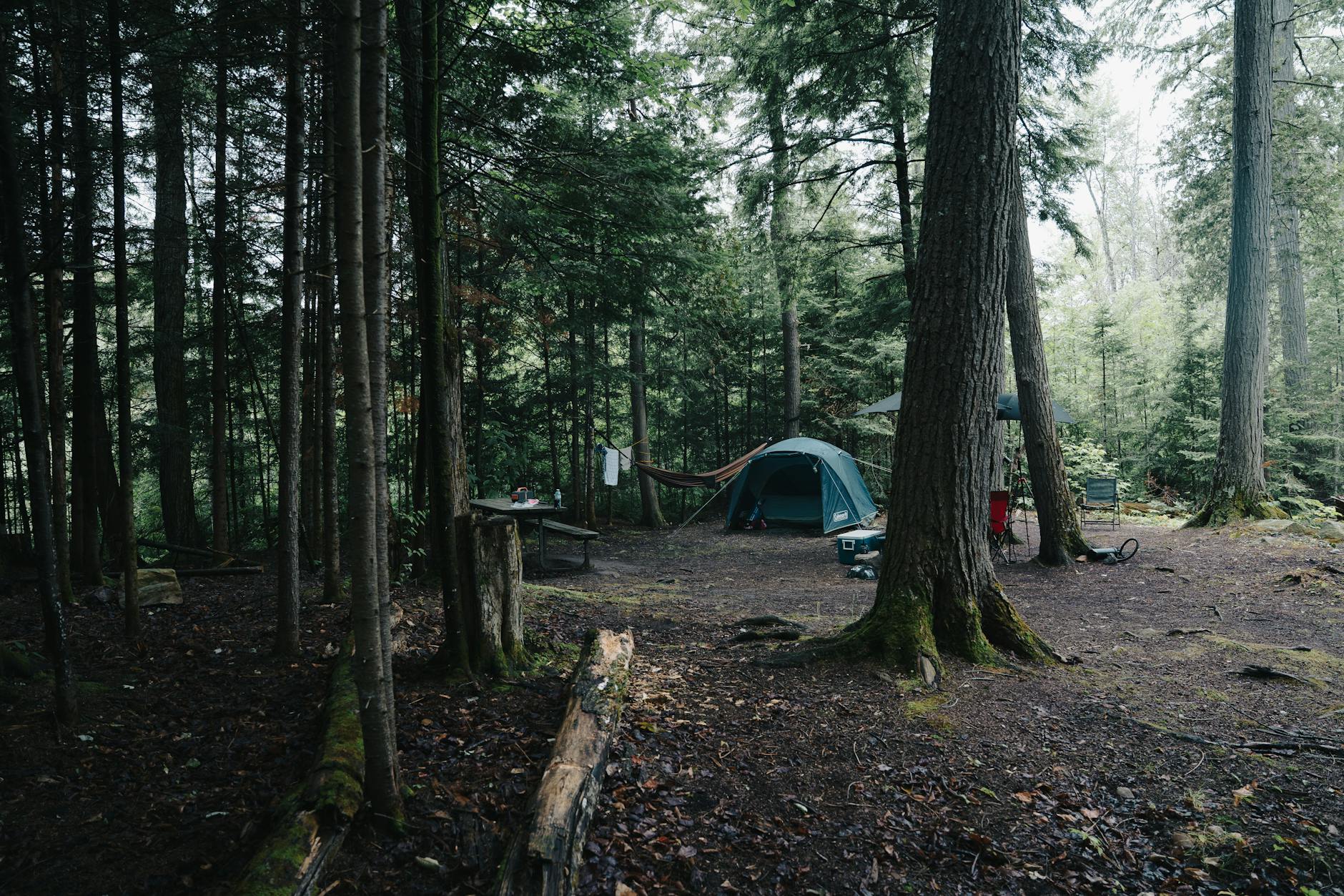 Leśne pole namiotowe z namiotem i hamakiem między wysokimi drzewami